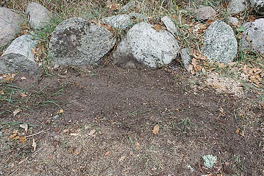 Stump Chimney tree stump removed